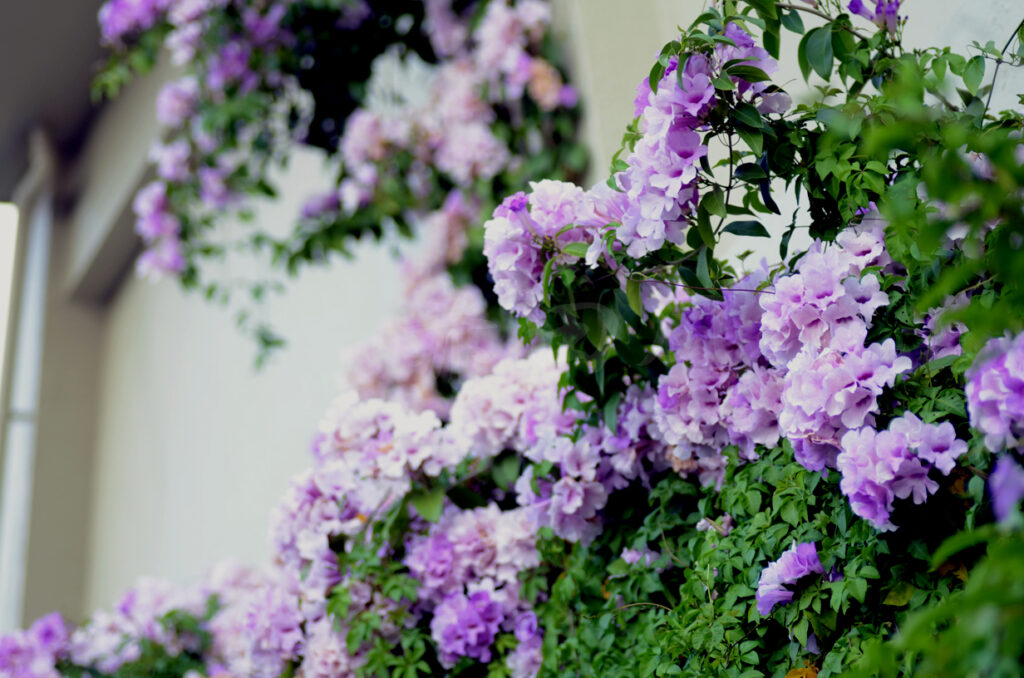 ニンニクカズラ