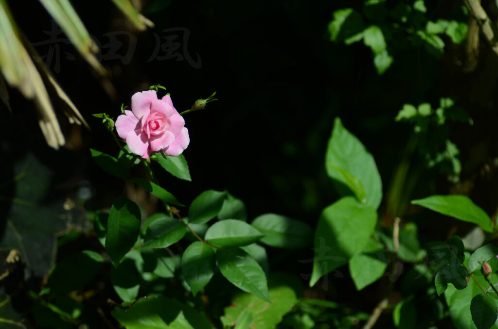 野バラ〜赤田風